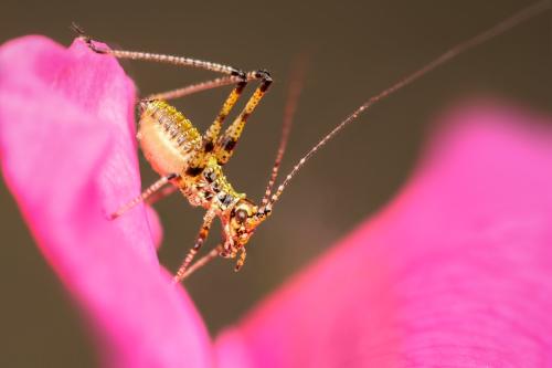 Phaneroptera sp.